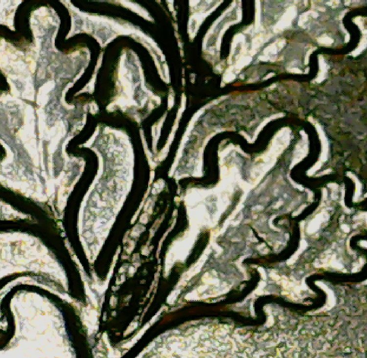 2020-P-Dime-Reverse-Major-Die-Crack-Runs-Entire-Branch